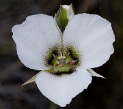 Calochortus howellii - Howells Mariposa Lily, 